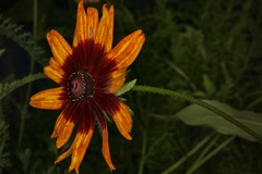 Graphocephala coccinea