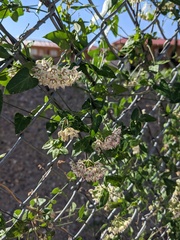 Funastrum