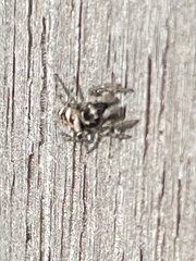 Salticus scenicus