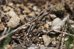 Forficula auricularia