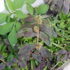 Euphorbia hirta