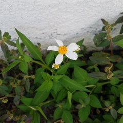 Bidens alba