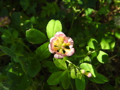 Trifolium grandiflorum