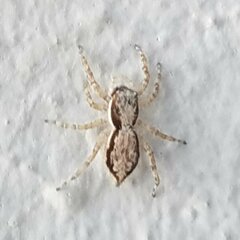 Menemerus bivittatus