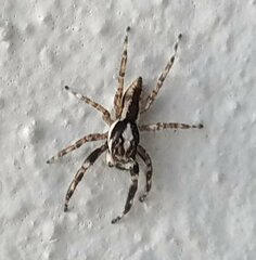 Menemerus bivittatus