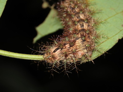 Saturniidae