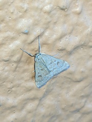 Lepidoptera