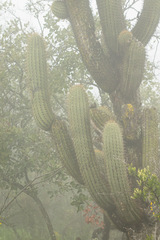 Trichocereus chiloensis chiloensis