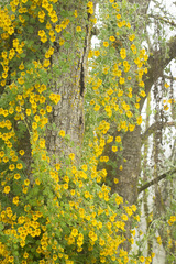 Tropaeolum brachyceras
