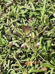 Callophrys gryneus