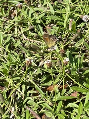 Callophrys gryneus