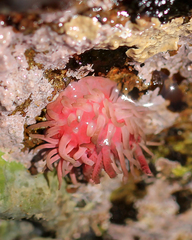 Okenia rosacea