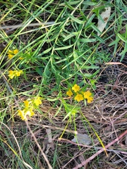 Lithospermum caroliniense