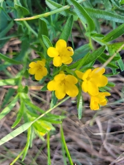 Lithospermum caroliniense