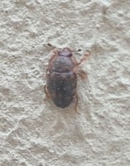 Stelidota geminata