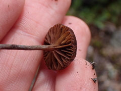 Deconica