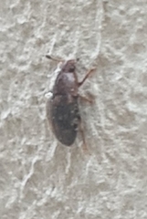 Stelidota geminata