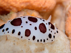 Peltodoris atromaculata