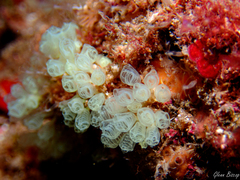 Pycnoclavella communis