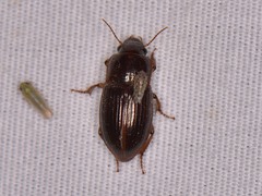 Harpalus gravis