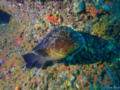 Epinephelus marginatus