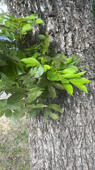 Carya texana