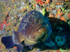 Epinephelus marginatus