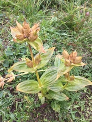 Gentiana punctata