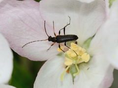 Grammoptera ruficornis