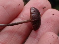 Deconica