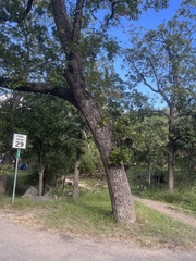 Carya texana