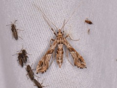 Lineodes interrupta