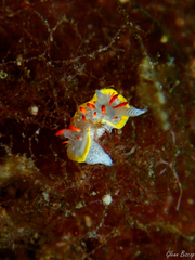 Diaphorodoris papillata