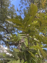 Carya texana