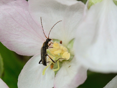 Grammoptera ruficornis