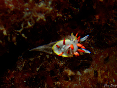 Diaphorodoris papillata