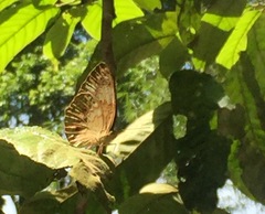 Cupha erymanthis lotis