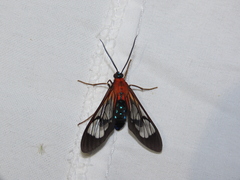 Cosmosoma telephus