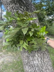 Carya texana