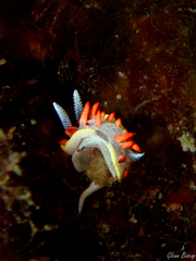 Diaphorodoris papillata