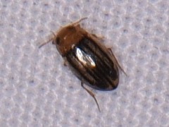 Neobidessus pullus pullus