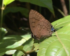 Rapala pheretima sequeira