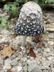Coprinopsis picacea