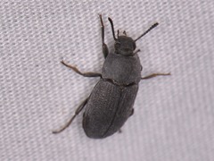 Blapstinus fortis