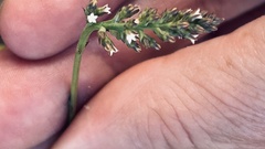 Thesium spicatum