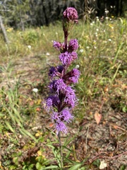Liatris ligulistylis