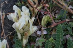 Astragalus kazbeki
