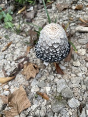 Coprinopsis picacea
