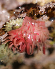 Okenia rosacea