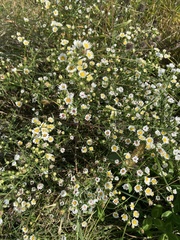 Erigeron strigosus